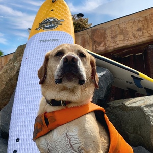 Charlie Nieboer Surf Dawg